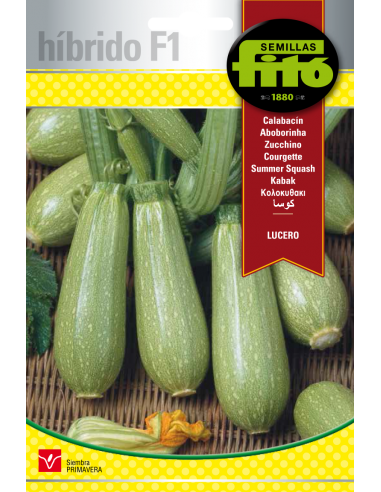 Calabacín Lucero (40 semillas)