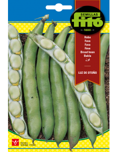Broad bean Luz de Otoño (25...