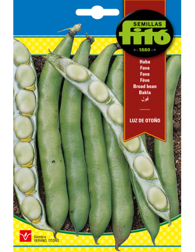 Broad bean Luz de Otoño (25 seeds)