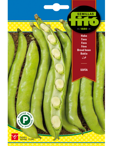 Broad bean Sofia (25 seeds)