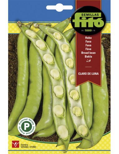 Broad bean Claro de luna (25 seeds)