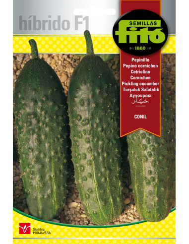 Pepinillo Conil (60 semillas)