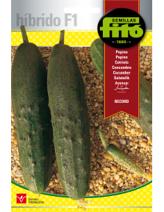 Pepino Record (60 semillas)