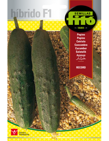 Pepino Record (60 semillas)