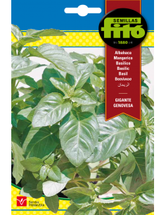 Albahaca Gigante Genovesa...