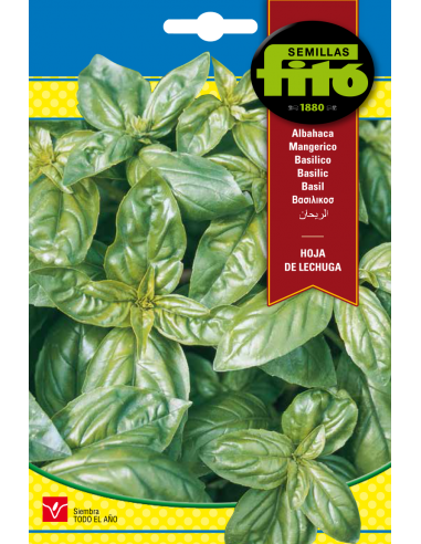Albahaca Hoja de Lechuga (4,5 g)