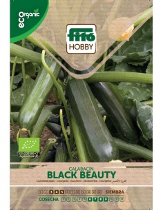 Calabacin Black Beauty ECO...