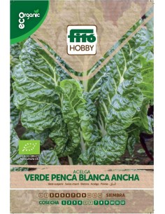 ACELGA VERDE PENCA BLANCA...