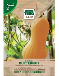 Calabaza Butternut Eco