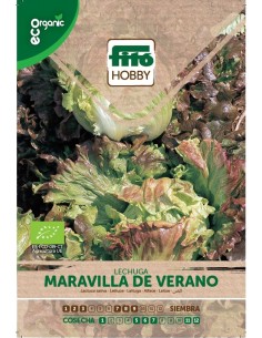 LECHUGA MARAVILLA DE VERANO...