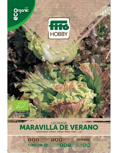 Lechuga Maravilla de verano Eco