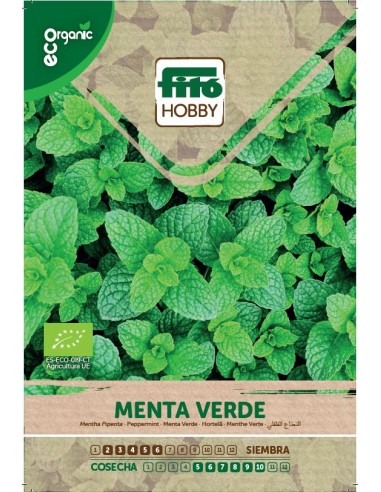 Menta Verde