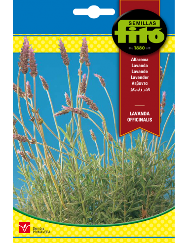 Lavanda Officinalis (1 g)