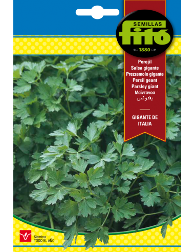 Perejil Gigante de Italia (20 g)