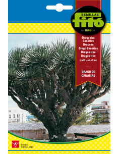 Drago de Canarias (8 semillas)