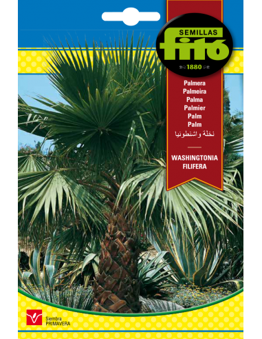 Palmera Whashingtonia Filifera (10...