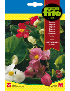 Begonia Semperflorens...