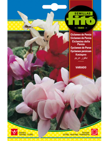 Ciclamen de Persia Variado (13 semillas)