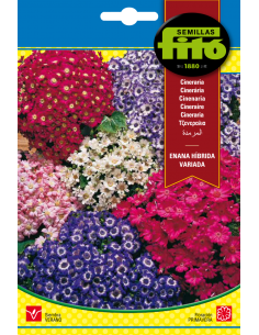 Cineraria Enana Híbrida...