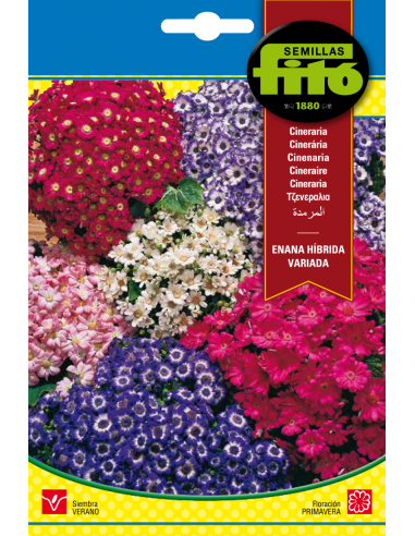 Cineraria Enana Híbrida Variada (0,05 g)