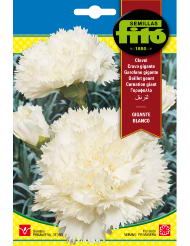 Clavel Gigante Blanco (0,8 g)