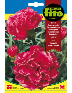 Clavel Gigante Rosa Carmín...