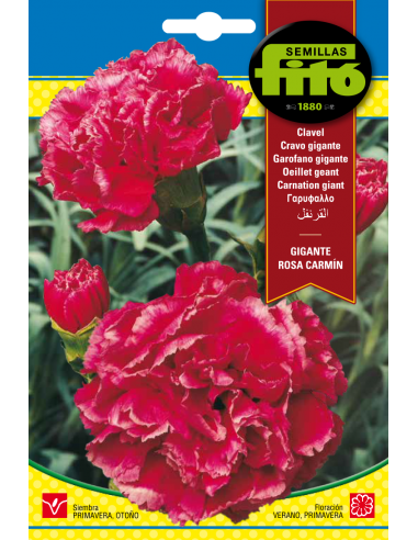 Clavel Gigante Rosa Carmín (0,8 g)