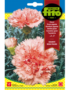 Carnation Giant Pink (0,8 g)