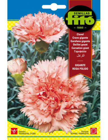 Carnation Giant Pink (0,8 g)