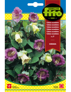 Cobea Scandens Variada (1 g)
