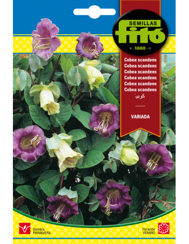 Cobea Scandens Variada (1 g)