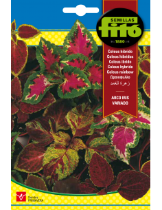 Coleus Híbrido Arco Iris...