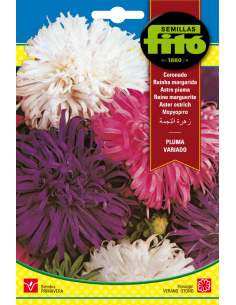 Aster Ostrich Plume Mix (2 g)