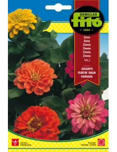 Zinia Gigante Flor de Dalla...