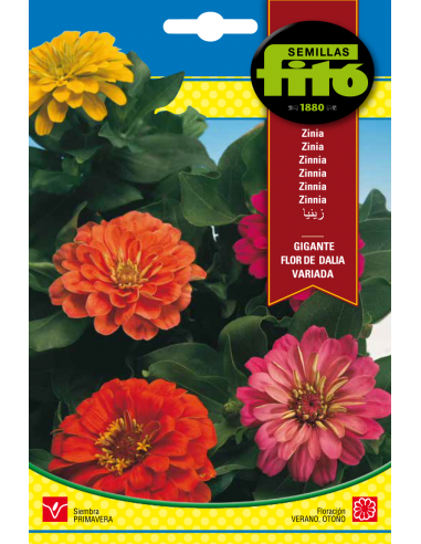 Zinia Gigante Flor de Dalla Variada...