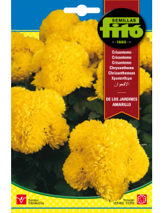 Chysanthemum Yellow...