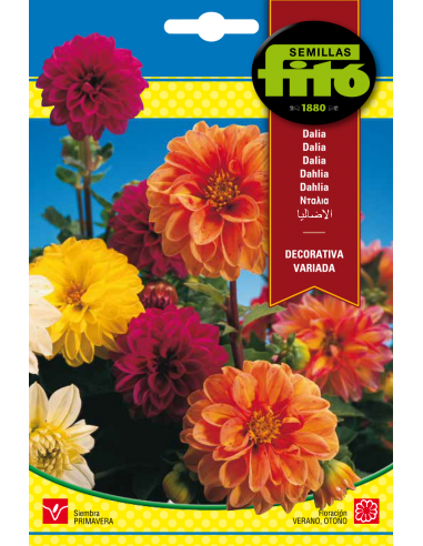 Dalia Decorativa Variada (1 g)
