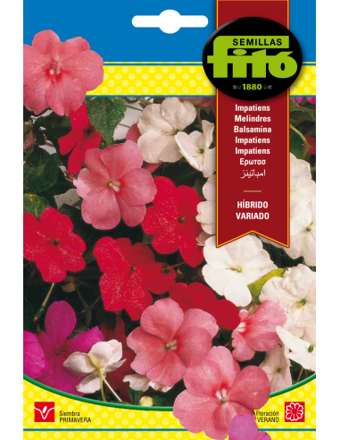 Impatiens Híbrido Variada (Alegría de...