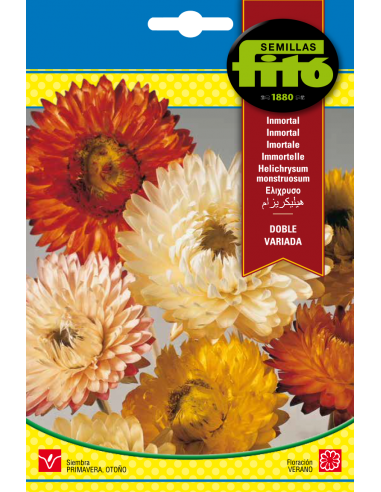 Inmortal Flor de Papel - Siempreviva...