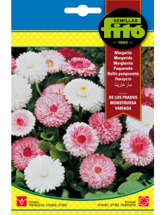 Bellis Pomponette Big...