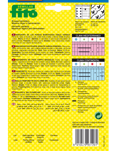 Bellis Pomponette Big... 2