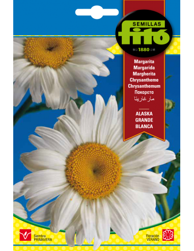 Margarita Grande de Alaska Blanca (3 g)