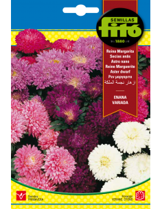 Aster Dwarf Queen Mixed (2 g)