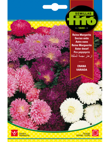 Reina Margarita Enana Variada (2 g)