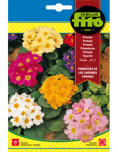 Prímula Primavera de los Jardines...