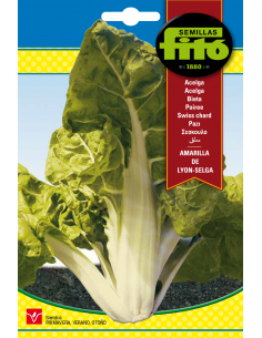Acelga Amarilla de Lyon -...