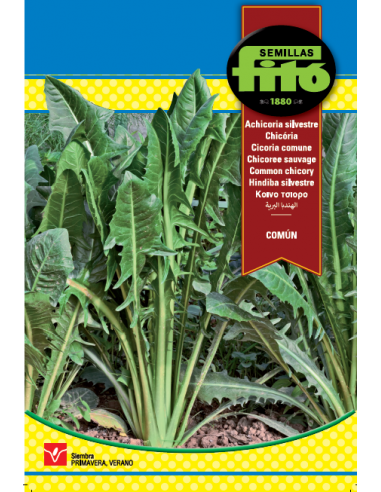 Achicoria Silvestre comun (10 g)