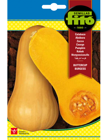 Calabaza Butternut (10 g)