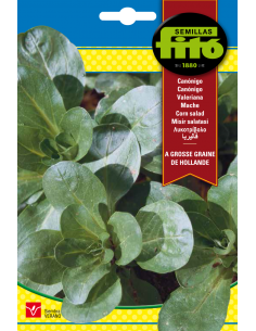 Canónigos À Grosse Graine...