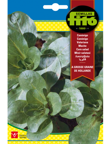 Canónigos À Grosse Graine de Hollande...